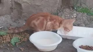 рыжик