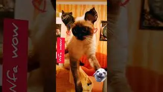 ля какая лиса 🤣