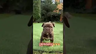 Щенки Американские булли🥰 СВОБОДНЫЕ🔥
