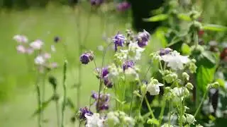 For unmissable gardens, events and inspiration subscribe to the free National Garden Scheme eNews