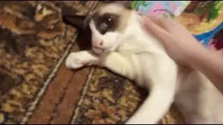 Любовные ласки