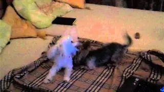 Прадик играет со Снежком