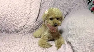 電話だよーと鳴いて教える犬