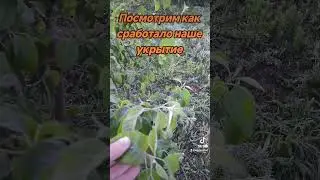 Последствия заморозков на винограднике. Часть 1-я #виноград #grape #заморозки