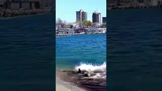 Anapa. Shark hunts by the beach😲