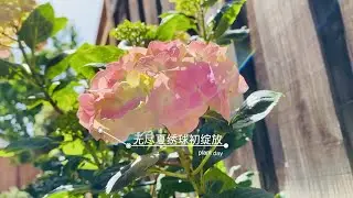 无尽夏绣球初绽放 更新被我一分九 绣球的后续进展 绣球分枝 高压繁殖 期待盛花期