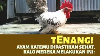 Ciri-ciri Ayam Kate Sehat