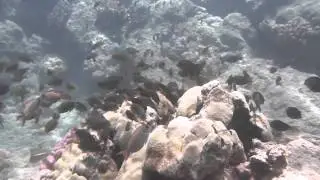 Kona, Hawaii scuba diving 2014