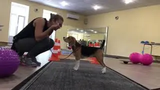 Выставочная подготовка щенка