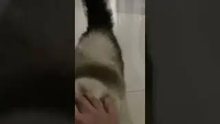 MOLO HARUS DIBUJUK BIAR MAU PULANG