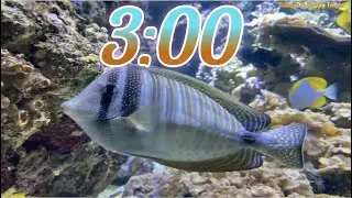 3 Minute Aquarium Timer/Countdown With Relaxing Music 🐟🐠|Cuenta Regresiva de 3 Minutos con Música.