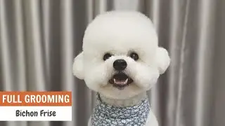 Asian Fusion Pet Style Bichon Frise | ASIAN CUTE DOGS