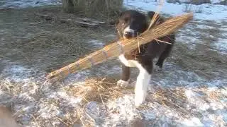 Клепа и Флоренция