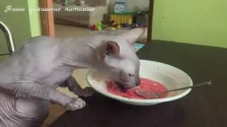 Кот Кисель ест борщ | сфинкс лысый кот