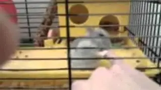 Nechtějte rozčílit Prďu!