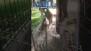Blud wants to fight 💀 #rabbit #meme #animal #cute