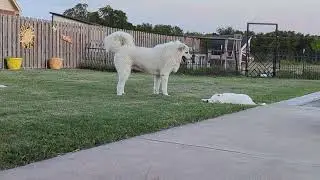 Pyrenees, Odin and Apollo playing in the yard