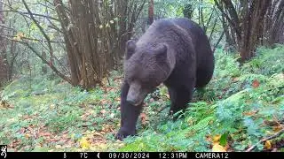 Male Brown Bear V Male Sarplaninac Size Comparison