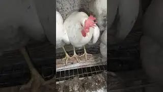 Обзор кур вечером! #курынесушки #chick #chicken #сентябрь