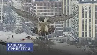 Сапсаны прилетели! | @rgo-rb