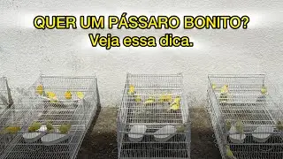 QUER UM PÁSSARO BONITO? Veja essa dica.