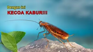 WAJIB TAHU | 11 Hal Yang Sangat Ditakuti Kecoa