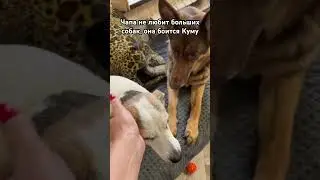 Почему Чапа не дружит с Кумой
