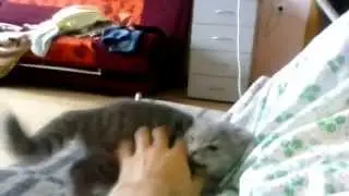 Злой кот Василий