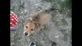 Лаки