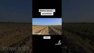 Makka (slyos) yetishtirish 19-fevral, 2024