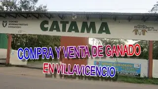 COMPRA Y VENTA DE GANADO EN VILLAVICENCIO