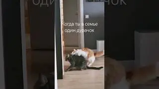 Когда в семье один дурачок