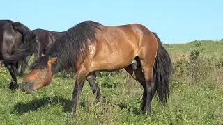Строгий жеребец