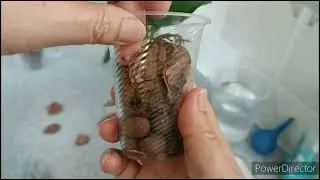 Первичный уход за подростками орхидей🌿
