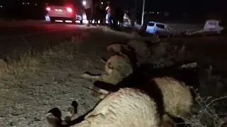 Elbistan’da Otomobil Koyun Sürüsüne Çarptı!