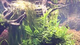 Florestas submersas - largest nature aquarium in the world