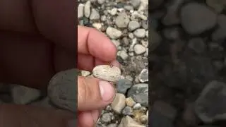 Itty bitty coral committee!