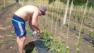 Формирование кустов агруса.
