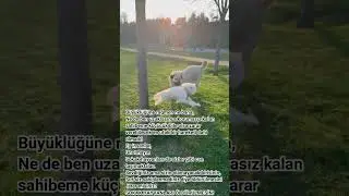 Sokak Hayvanları Öldürülmesin