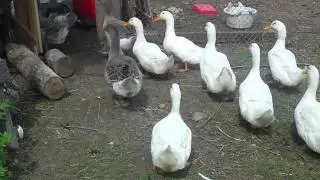 Утки, гуси, куры 5.
