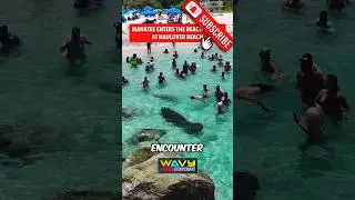 THE SEA GIANT 😱 #creature #mythicalcreature #fishing #thalassophobia #seacreature #shark #funny