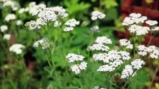 How to Grow Achillea (Yarrow) from Seed