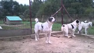 Maisun Akmenų Gėlė