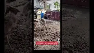 Страусы танцуют 💃