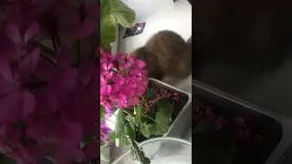 Котик дарит цветы всем!