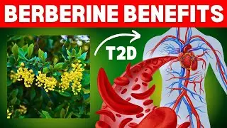 Berberine Benefits: How Nature's Ozempic Affects Your Body