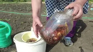 Як я підживлюю овочеві рослини. Як рятувати рослини від тлі.