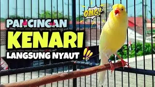 Pancingan Suara Burung Kenari Gacor || Ampuh Rangsang Kenari Cepat Bunyi
