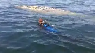 PM do Estado do Rio de Janeiro salva baleia jubarte encalhada