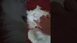 funny cat fluffy persian car🐈😘🥰